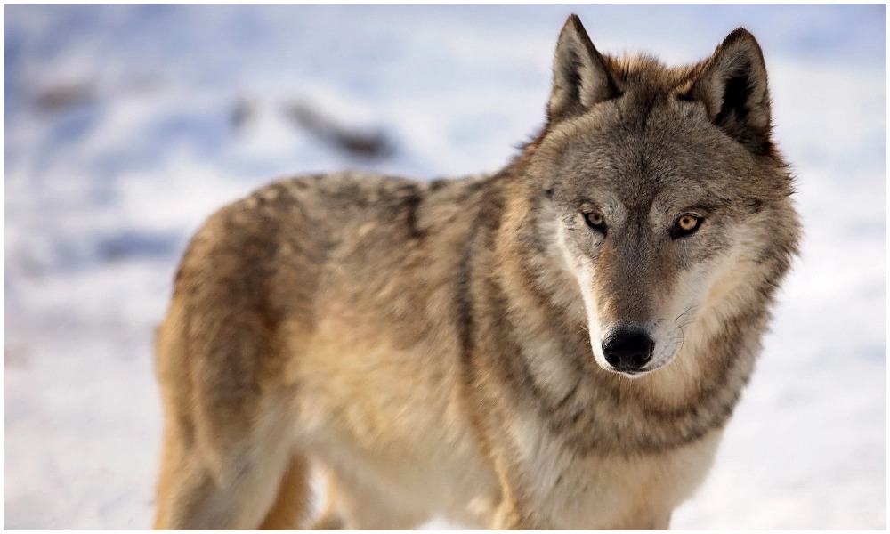 Wisconsin wolf hunters Wisconsin's Wolf Hunt